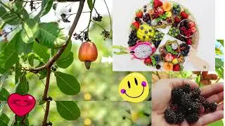 Trái cây cho trẻ em P1