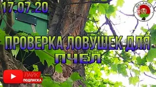 Проверка ловушек для пчел 17.07.20