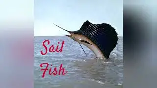 #30 sec #GK questions #fastest #aquatic animals #fish @Englister