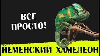 Содержание Йеменского хамелеона