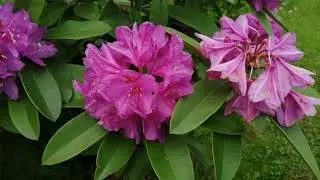 Рододендрон жёлтый Арима Rhododendron lutea Arima