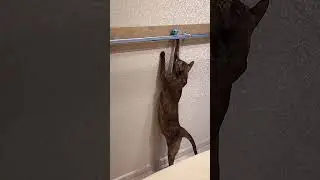 А я ведь сомневалась, что Несси достанет мячик😁