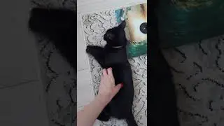 #happy #cat #смешные #love #kitten #catlover #кот #pets #котики #топ #животные #animals
