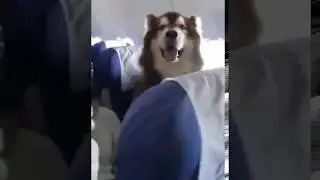 Dog on plane