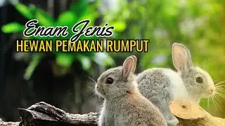 Enam jenis Hewan pemakan rumput