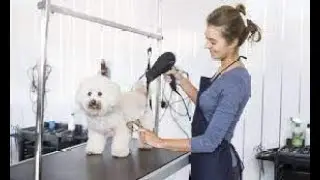 How Do You Value A Pet Grooming Business
