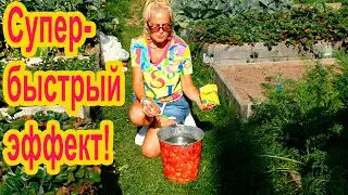 Быстрая и эффективная подкормка в августе