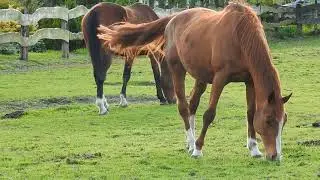 Beautiful Horse Mare Eating Grass