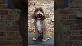 Doggy Daily Episode 344: Kobe the Bernadoodle 🐾 #bernadoodle #doggrooming