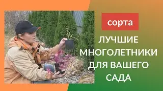 Многолетники для сада. А у вас есть ЭКЗОХОРДА? Посадка хосты, лука, мискантуса