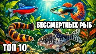 TOP 10 most unpretentious fish that are difficult to kill.