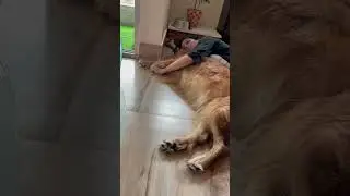 The afternoon nap #retriever #dog #goldenretriever #pet #doglover #shorts #shortsviral #goldenbreed