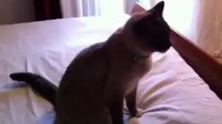 Pet Hair Problem