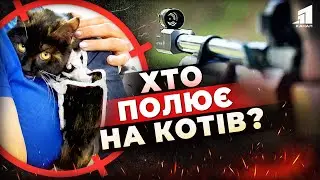 😡Розстрілює котів із пневматики! Хто у Кривому Розі полює на домашніх улюбленців?