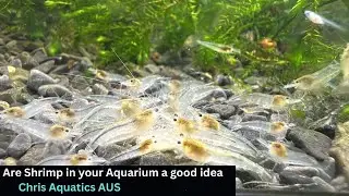 Are Shrimp In your Aquarium a good Idea?