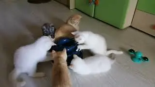 Шотландские, Британские котята мальчики и девочки, коты и кошки в продаже 8 (968) 611-22-88.