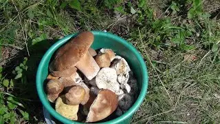 ГРИБЫ РАСТУТ в ДОЖДЬ / JAMUR tumbuh di tengah HUJAN