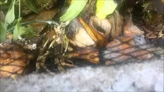 Evolución Vermicompostera en cajones caseros || Rincon Verde