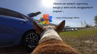 Бультерьер и воздушные шарики!🎈🎈🎈🐶🌞