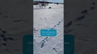 Прогулка с Лордом #beagle #бигль #лорд #lord