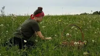 Сбор Земляники в деревне. Что готовят из земляники?