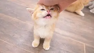The meowing kittens running to their owners to be petted when mom cat ignores them are so cute