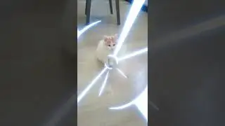 Рыжий котенок Санни. Red kitten Sunny. 