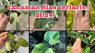 16 JENIS TANAMAN HIAS TERLARIS SELAMA TAHUN 2024!!