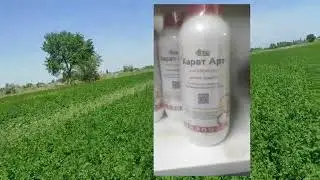 Беде ДЖЕА.  Дары чачкандан кийинки корунуш (Gea) 01.05.2024 год.