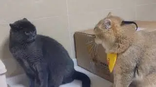 Кусь и драка