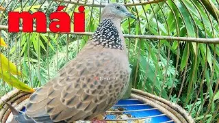 CU Mái kích trống / Tiếng chim cu gáy mái kích bổi nhanh nổi hiệu quả / Chim cu mái / cu gáy mái