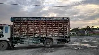 Truck for chicken lovers 🐓🐔