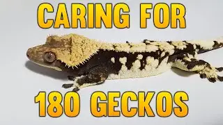How Much Time Do I Spend Caring For 180 Crested Geckos?