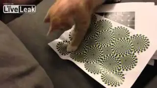Cat's Reaction to an Optical Illusion
