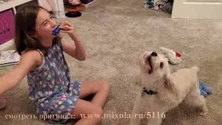 Собаки #50 лучшие моменты