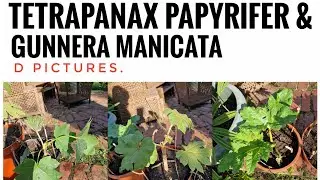Tetrapanax Papyrifer & Gunnera Manicata UK.