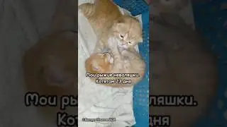 Рыжие милашки-неваляшки. 