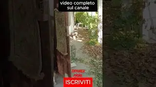 La casa nel bosco #esplorazione #urbexitalia #urbex #abandoned