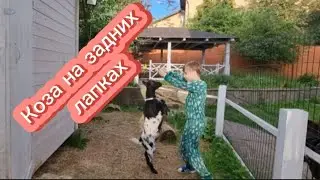 Коза на задних лапках.