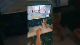 kediler zula oynarsa komik kedi videoları insegram 