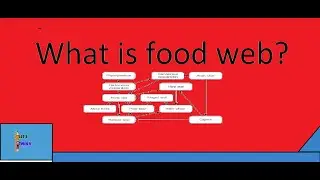 What is food web?