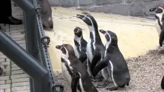 Penguin eats piece of silicone