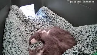 Cat House - 2022/01/09 [Timelapse]