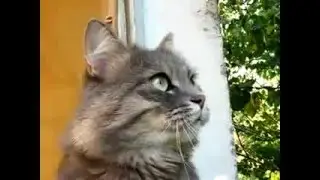 Поющий Котэ на подоконнике окна.