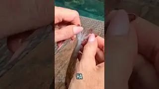 Как достать какундель из креветок