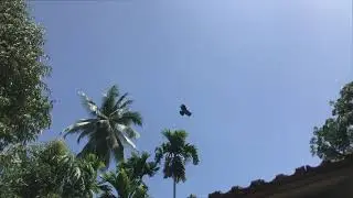 eagle