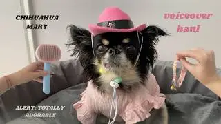 MARY'S MINI HAUL: my dog reviews her new outfit & accessories!