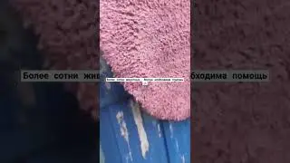 Всегда необходима помощь 🙏🏼+79278920802