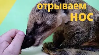 Как то. Утром. Енот проснулся.