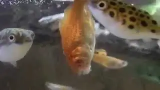 Pufferfish eating a goldfish